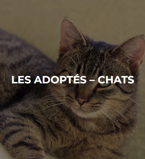 Chat adopté après son passage en refuge