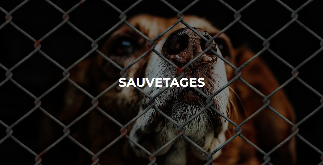 S.P.A. de Salon et sa Région