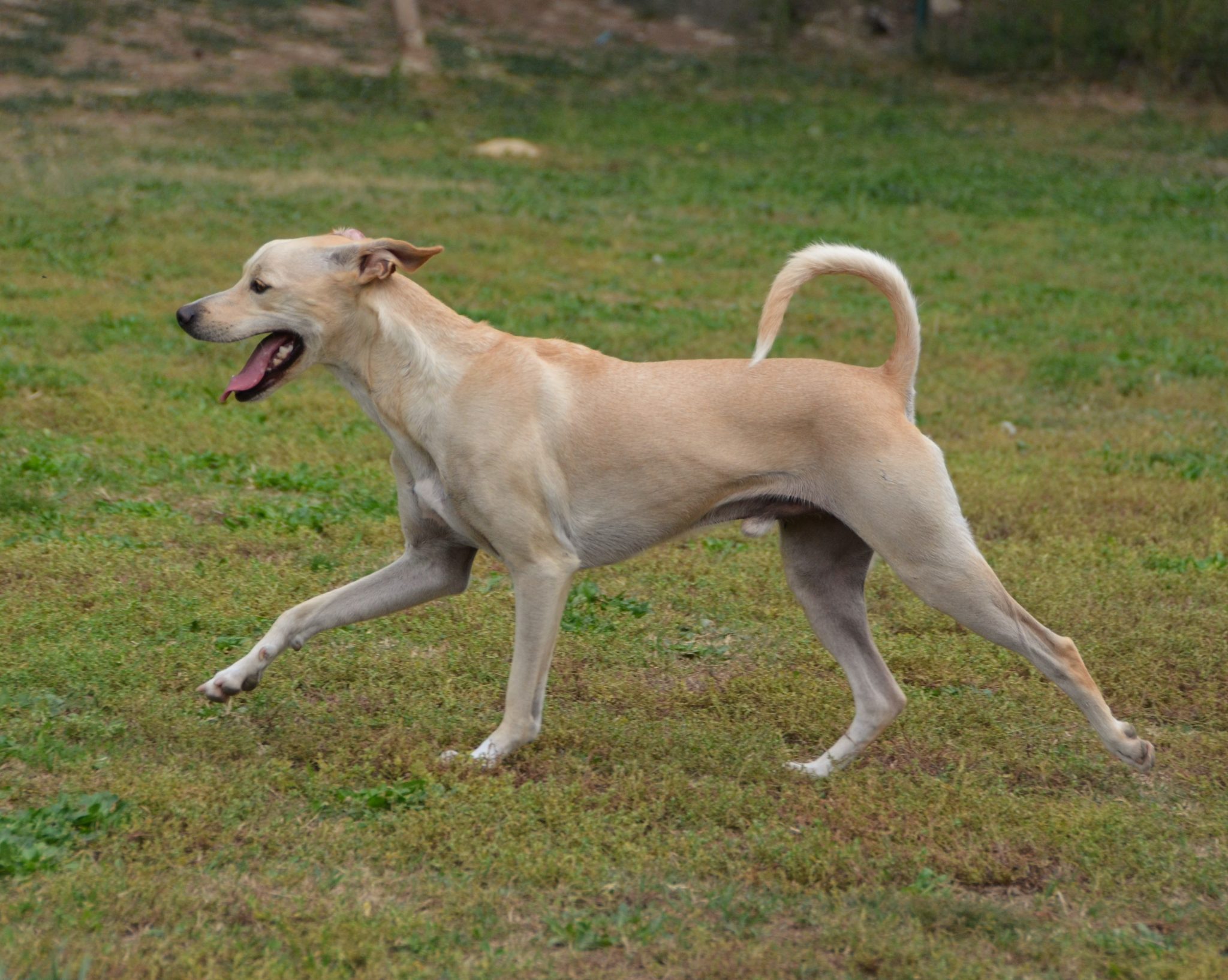 Petits chiens – S.P.A. de Salon et sa Région