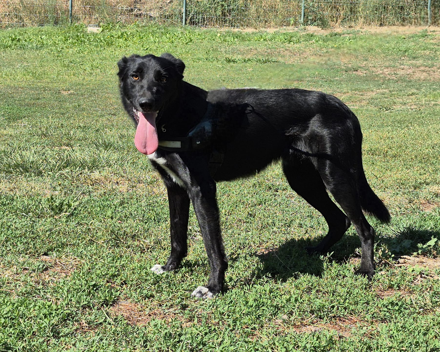 Pepsi *adopté*