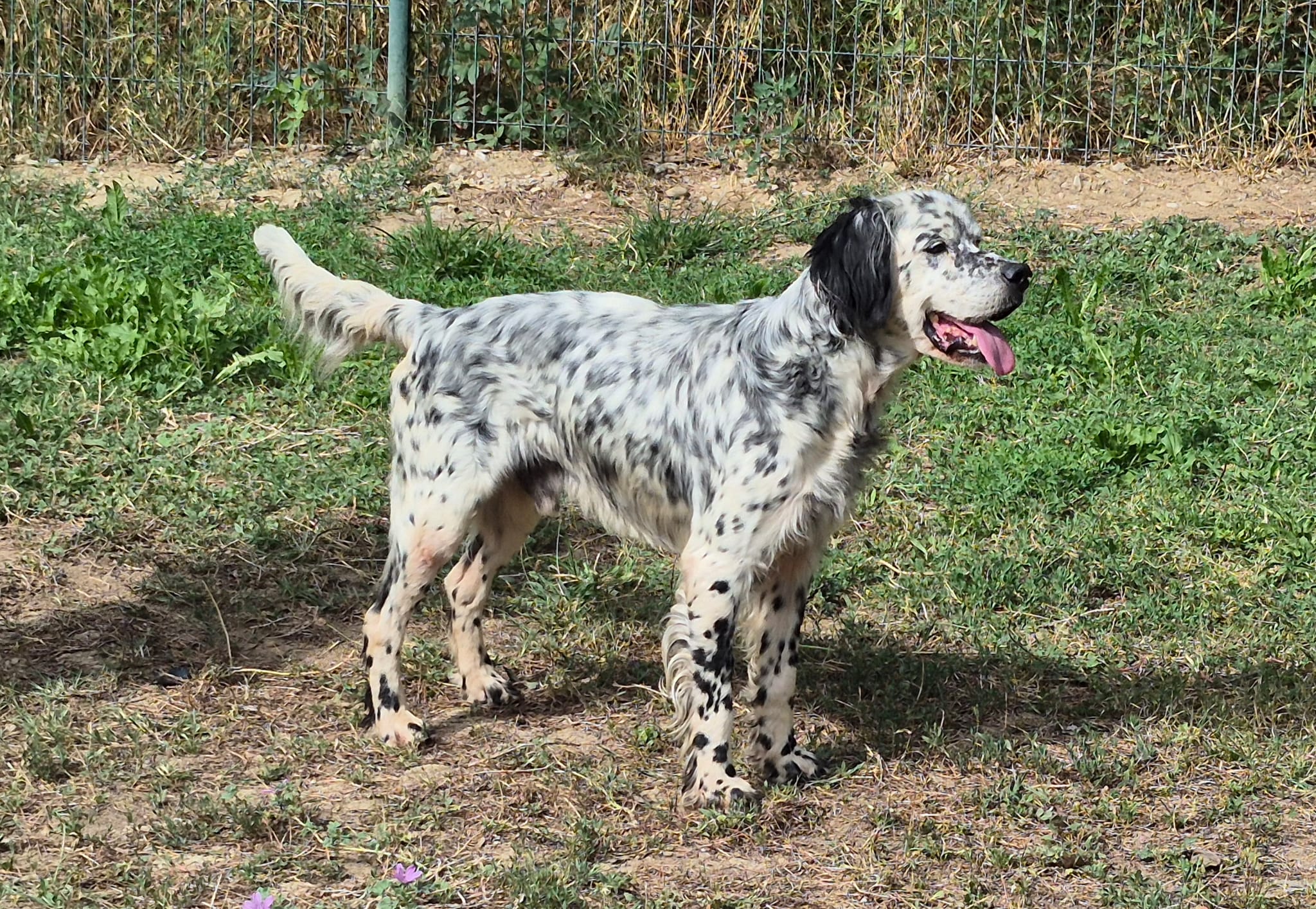 Oscar *adopté*