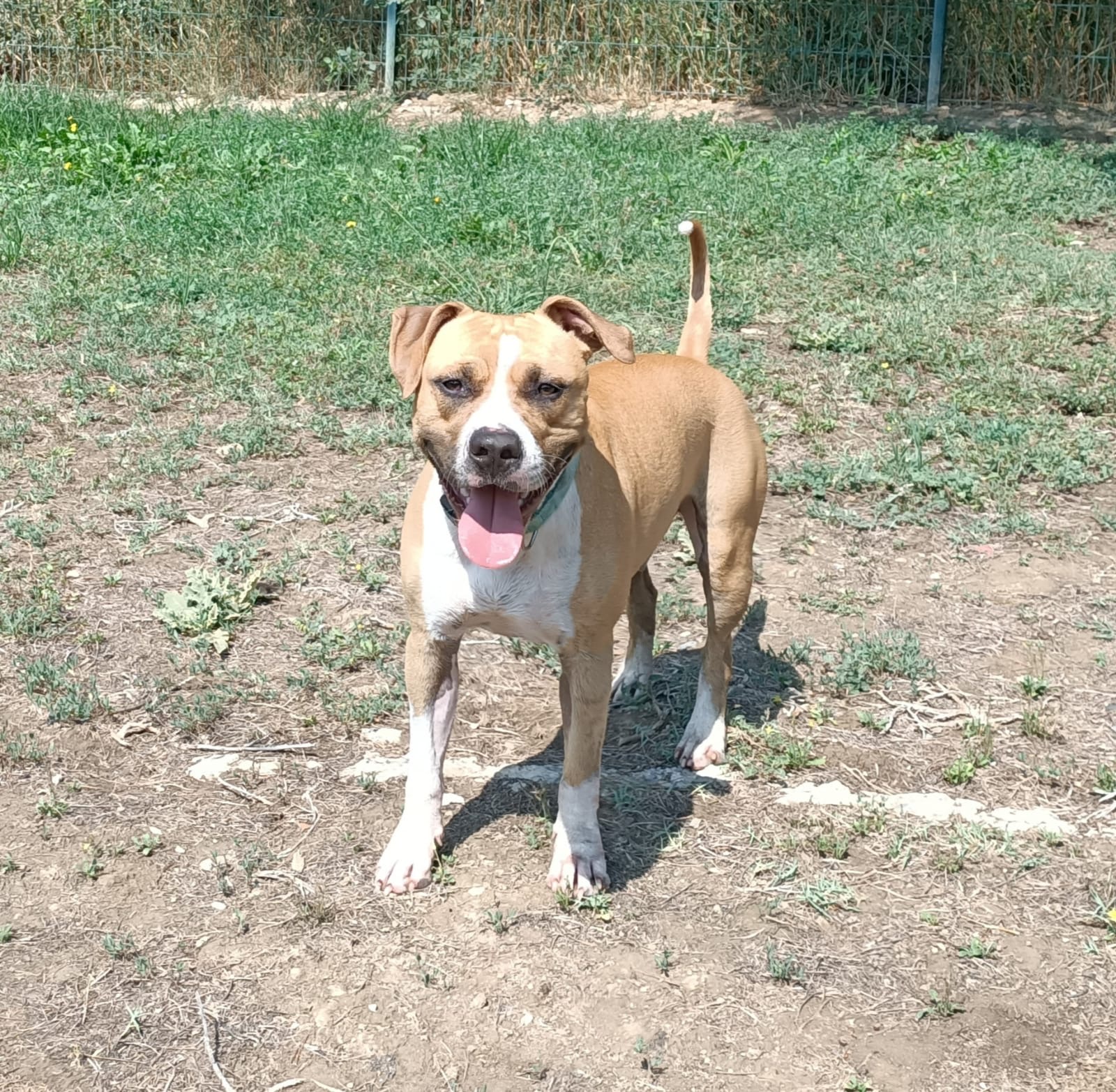 Leiko