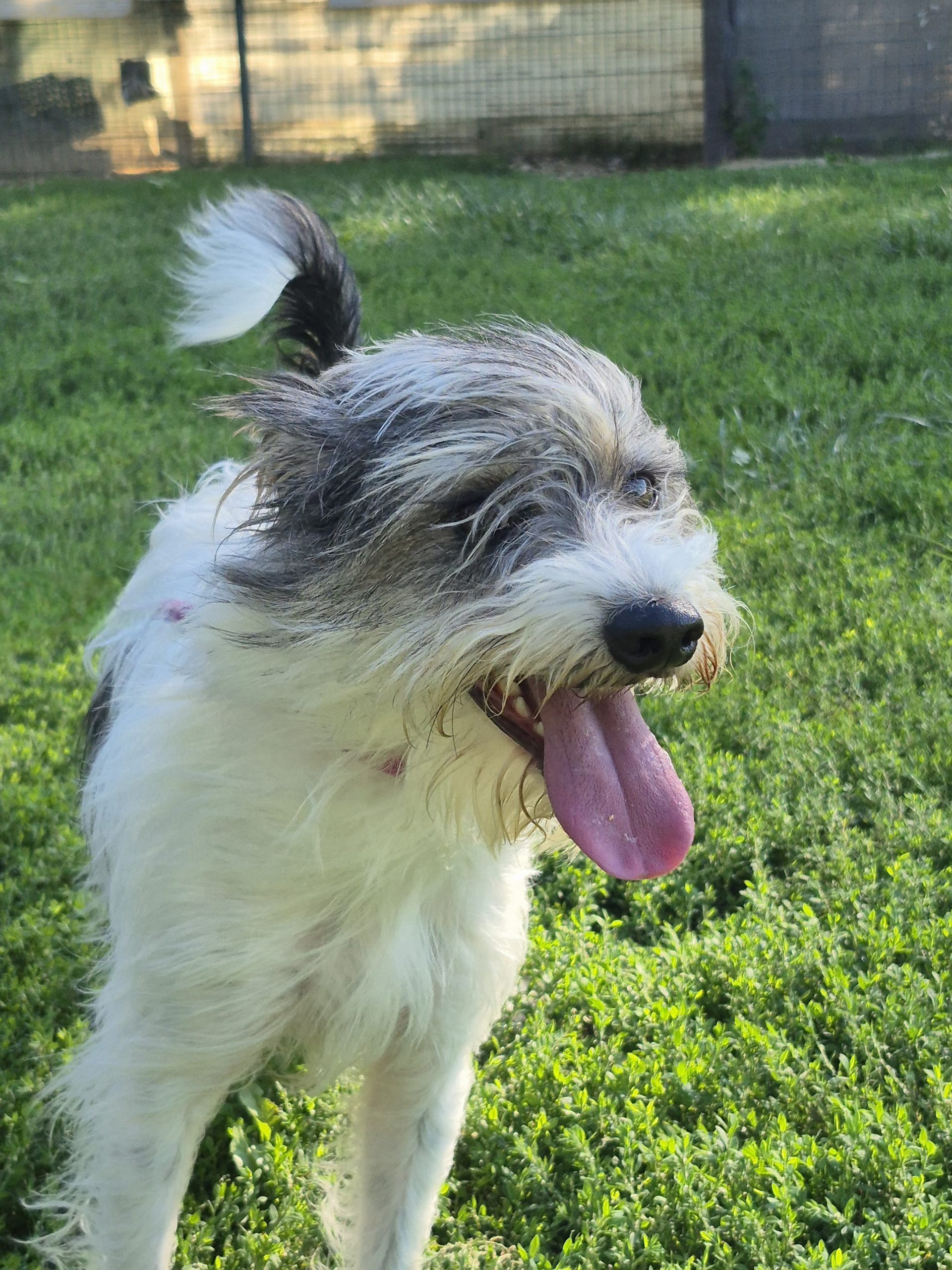 Bandit *adopté*