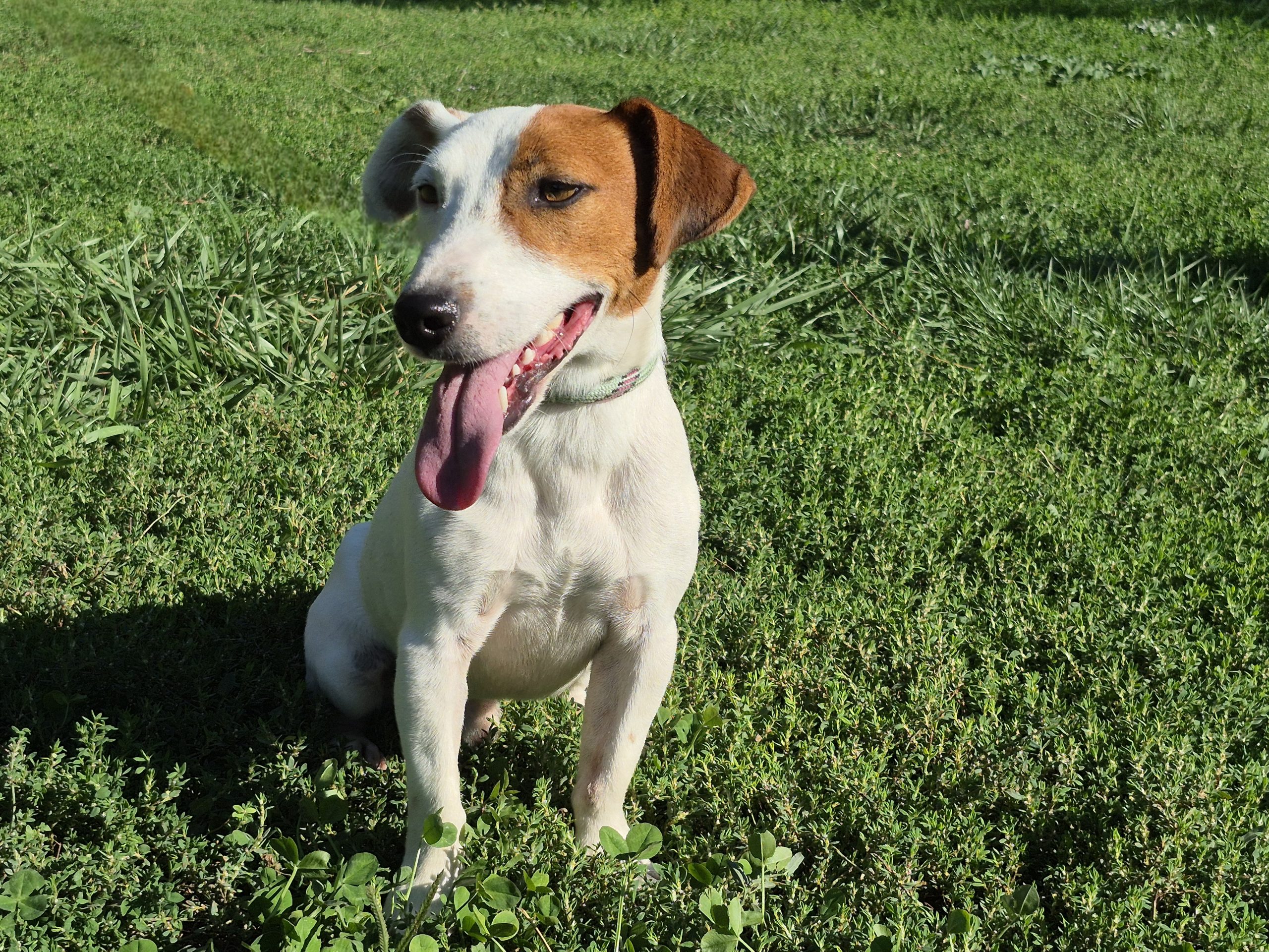 Coco *adopté*