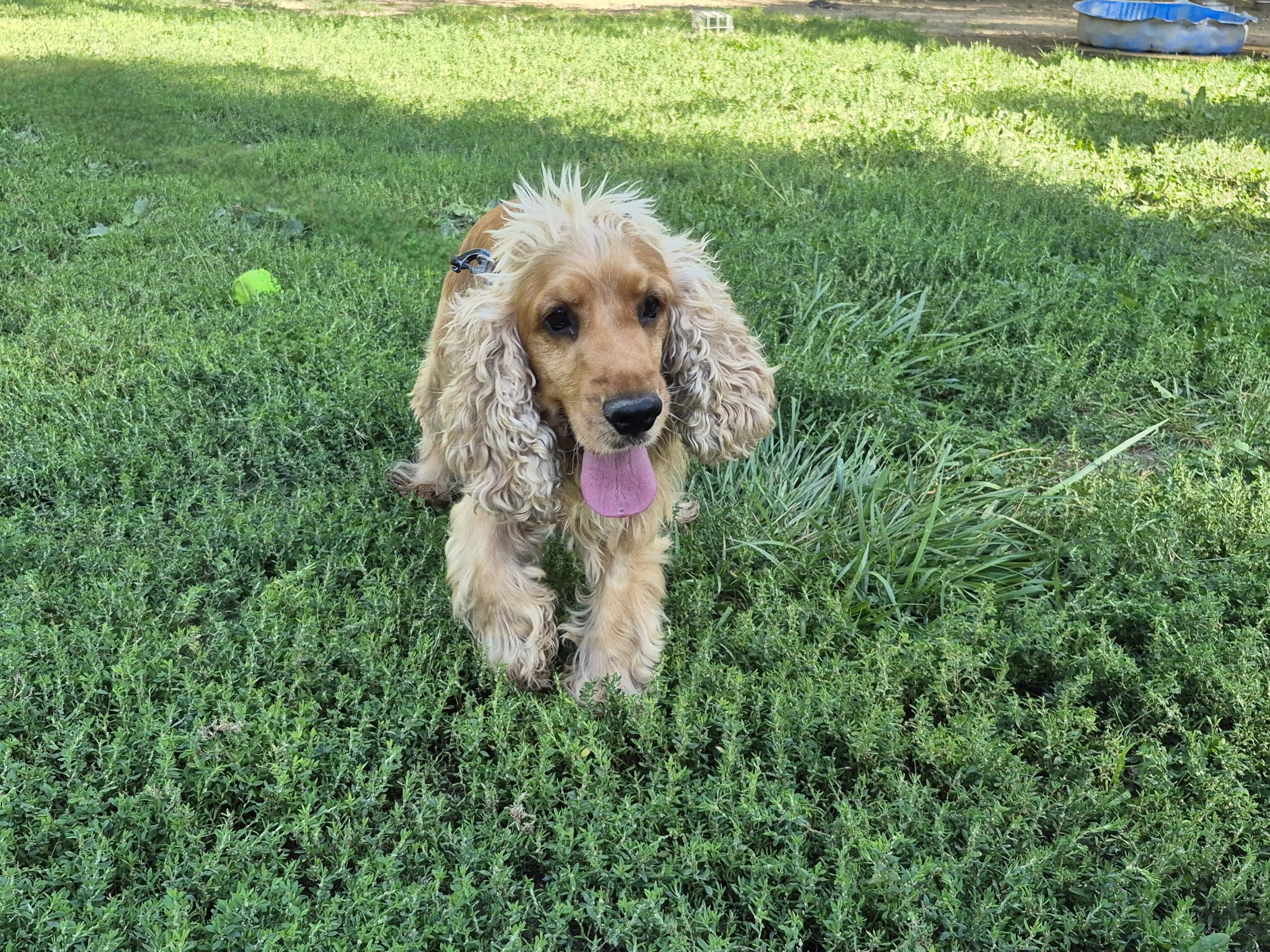Rox *adopté*