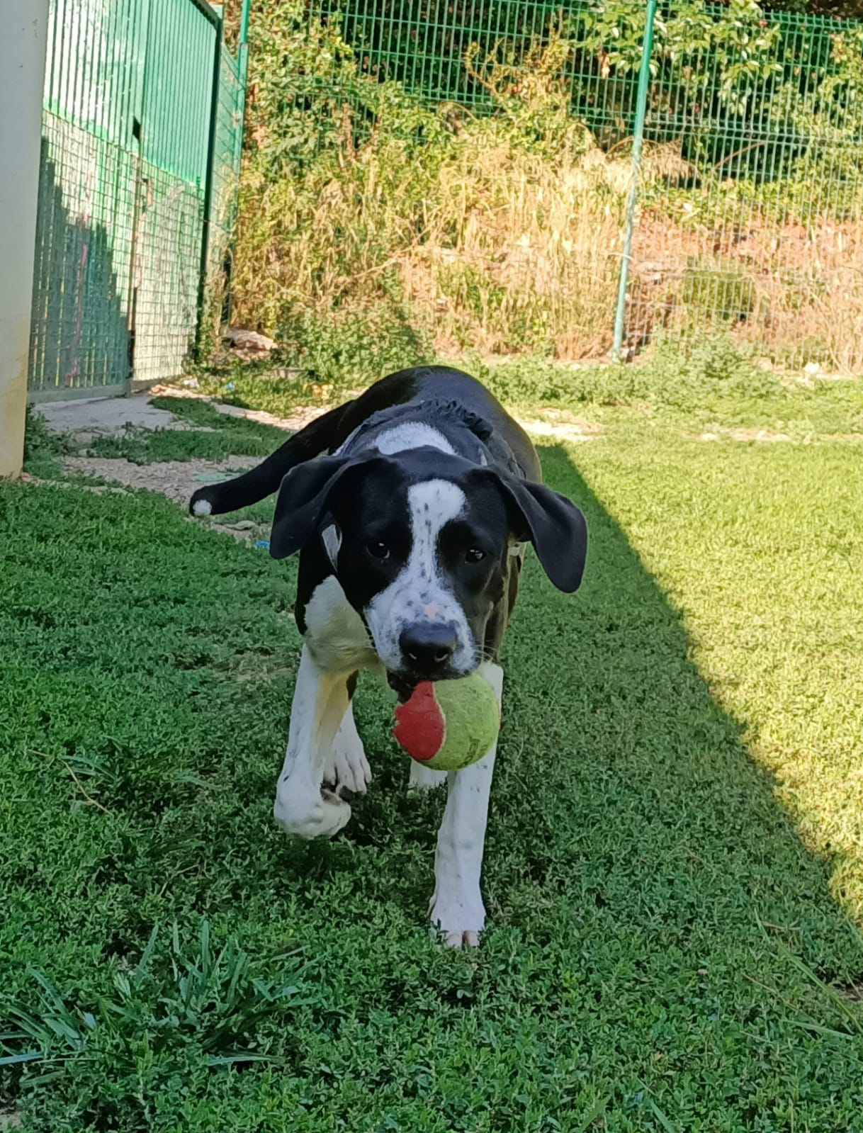 Nelson *adopté*