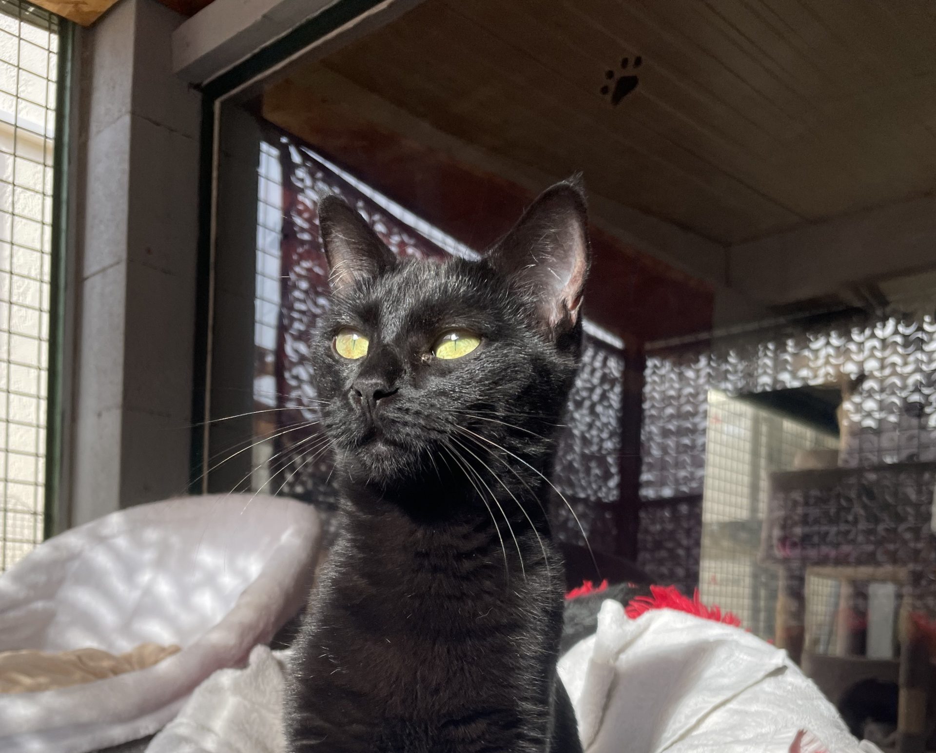 NOVA