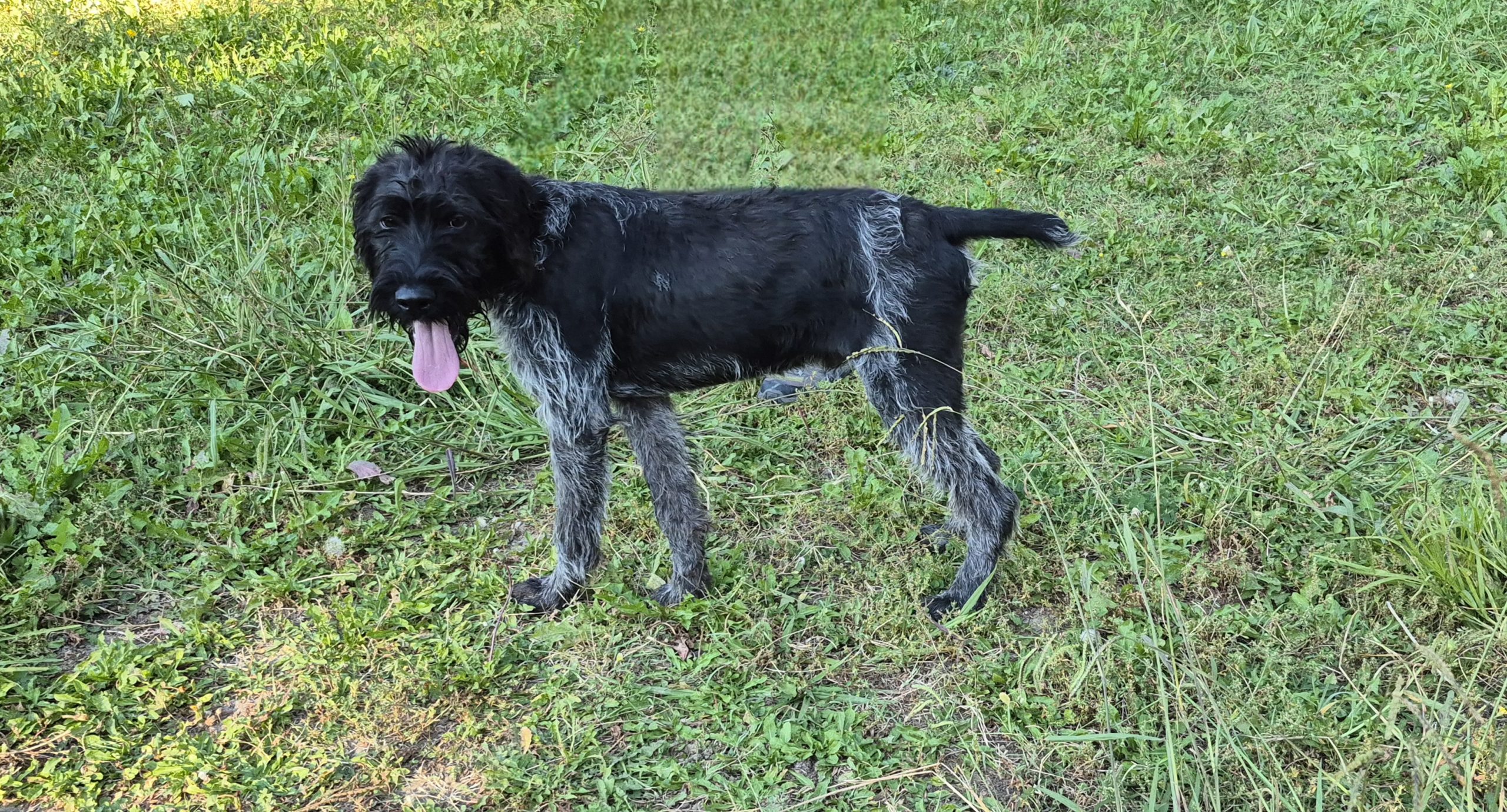 Cooper