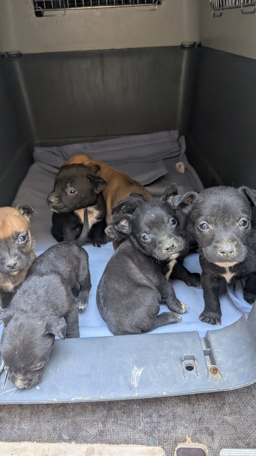 Les sept chiots abandonnés recueillis par la SPA de Salon-de-Provence