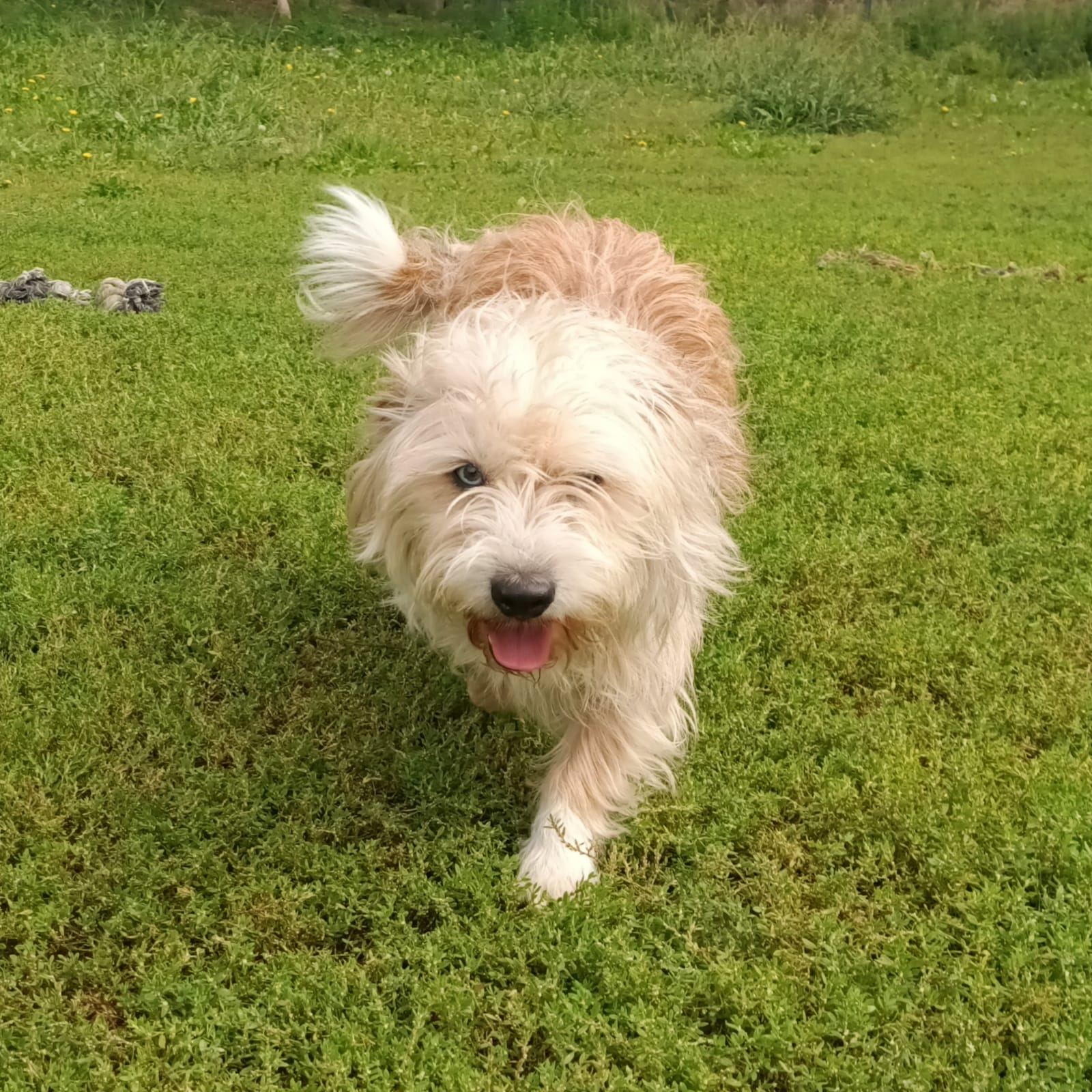 Bibi *adopté*