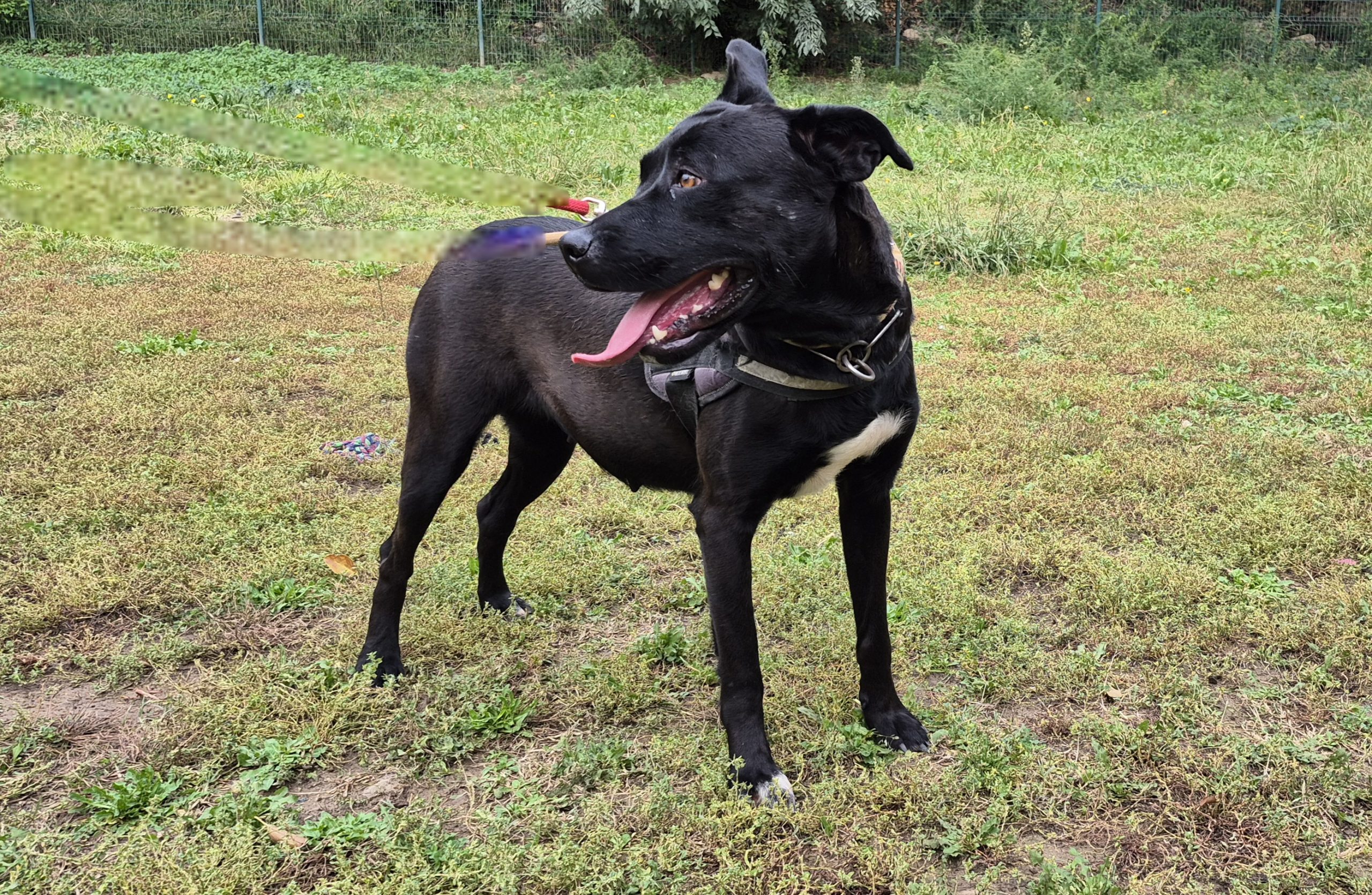 Cassiopée *adoptée*