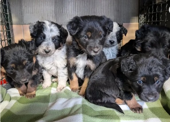 Chiots abandonnés retrouvés près de Salon-de-Provence - France 3