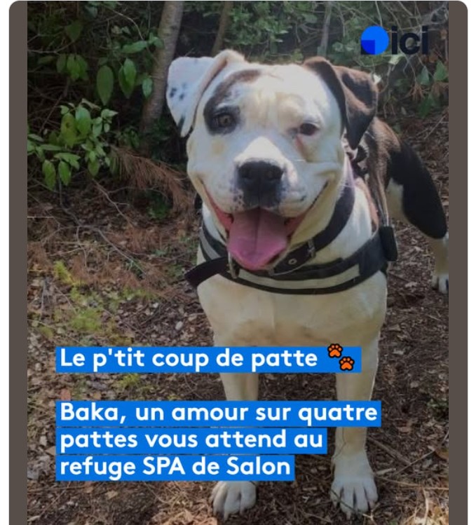 Baka – SPA de Salon-de-Provence