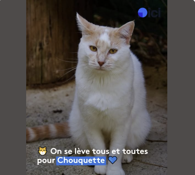 Chouquette – SPA de Salon-de-Provence