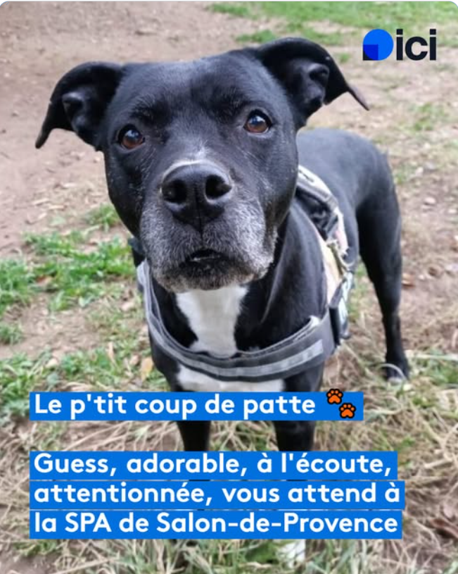 Guess – SPA de Salon-de-Provence