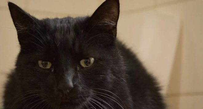 Moka, chat 8 ans à adopter – SPA de Salon-de-Provence