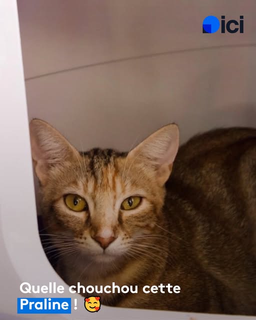 Praline – SPA de Salon-de-Provence