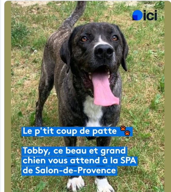 Tobby – SPA de Salon-de-Provence