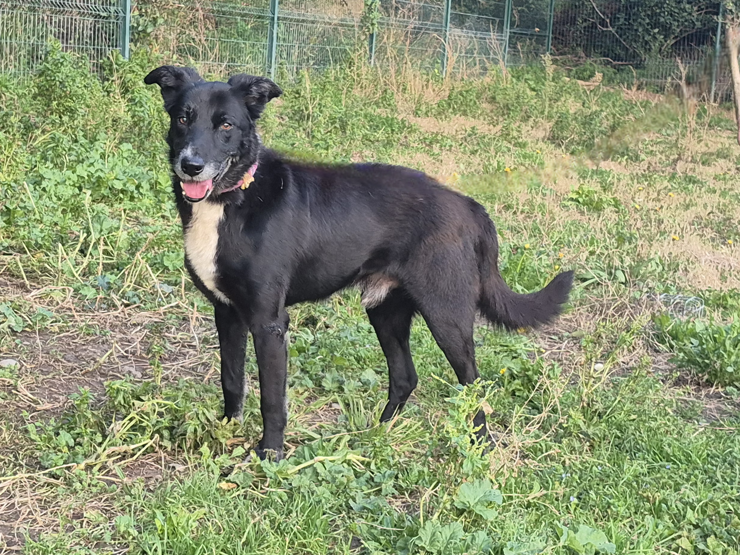 Iznogood *Sauvetage*