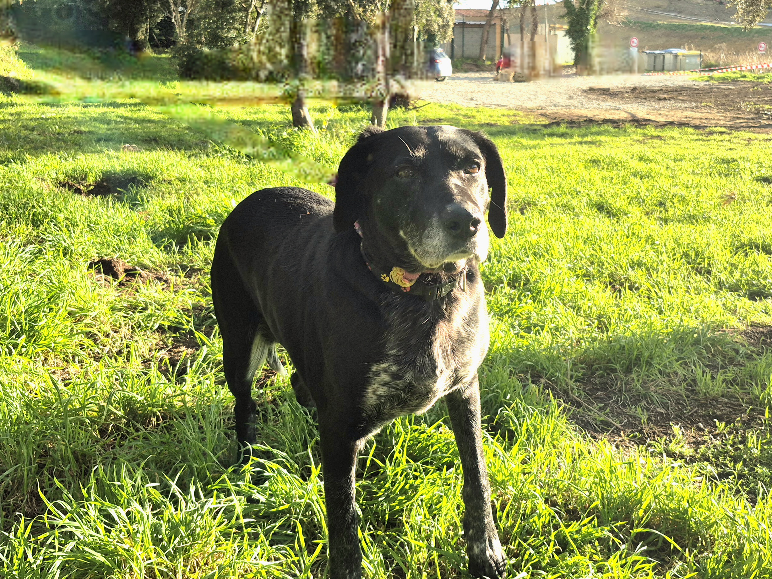 Ibis *Sauvetage* Adoptée