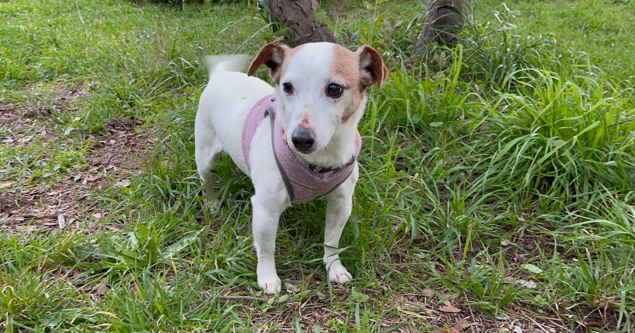 Lys *Sauvetage* adoptée