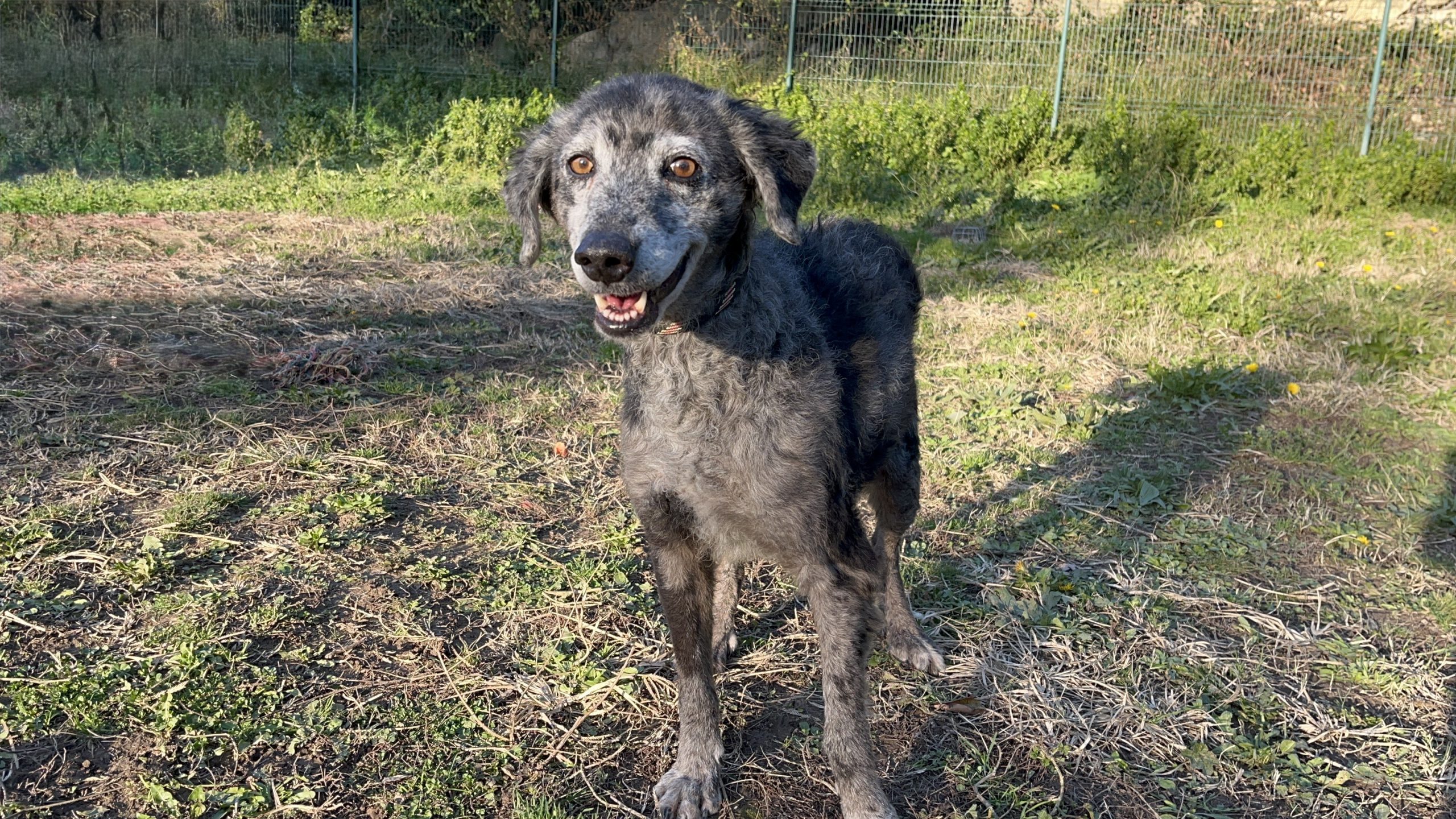 Lyla *adoptéé*sauvetage*