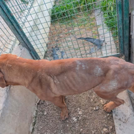 🚨 OPÉRATION VITALE D'URGENCE POUR RUBY 🚨