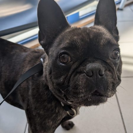 🚨 UNE MEILLEURE VIE POUR WHISKY 🚨