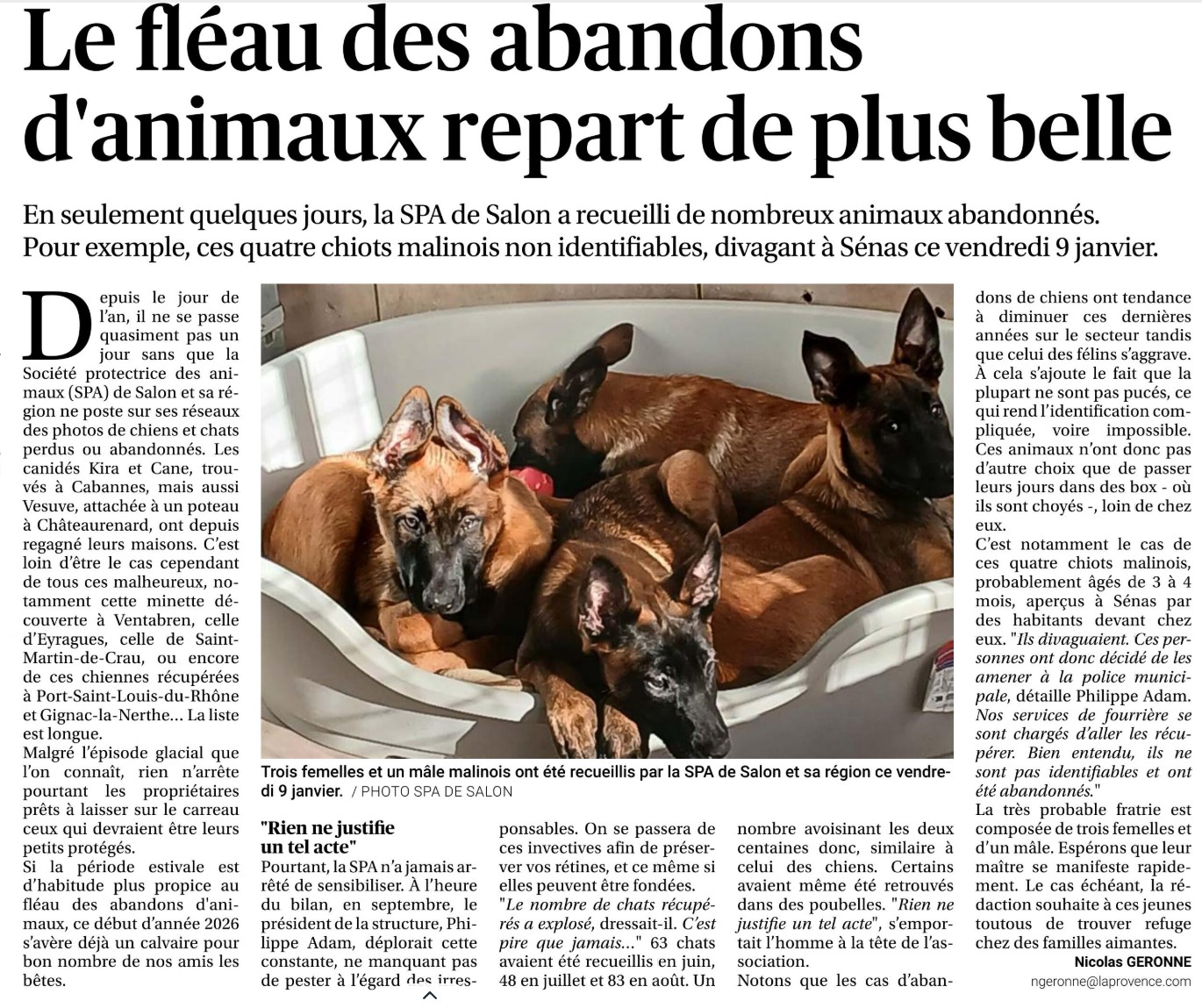 Article de presse - Le fléau des abandons d'animaux