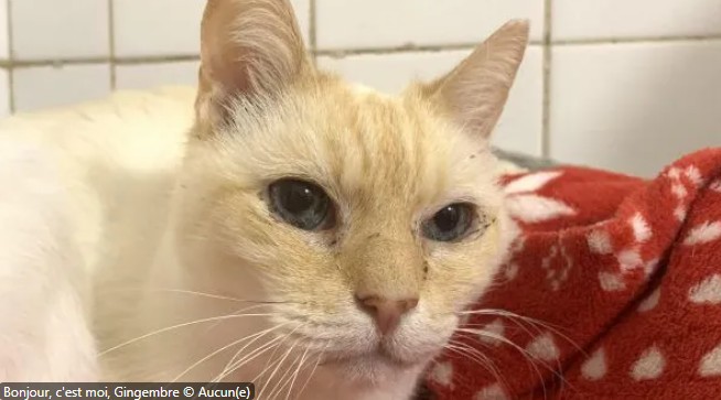 Gingembre – SPA de Salon-de-Provence