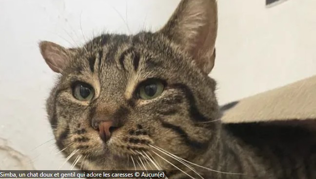 Simba – SPA de Salon-de-Provence