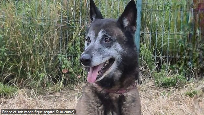 Prince – SPA de Salon-de-Provence