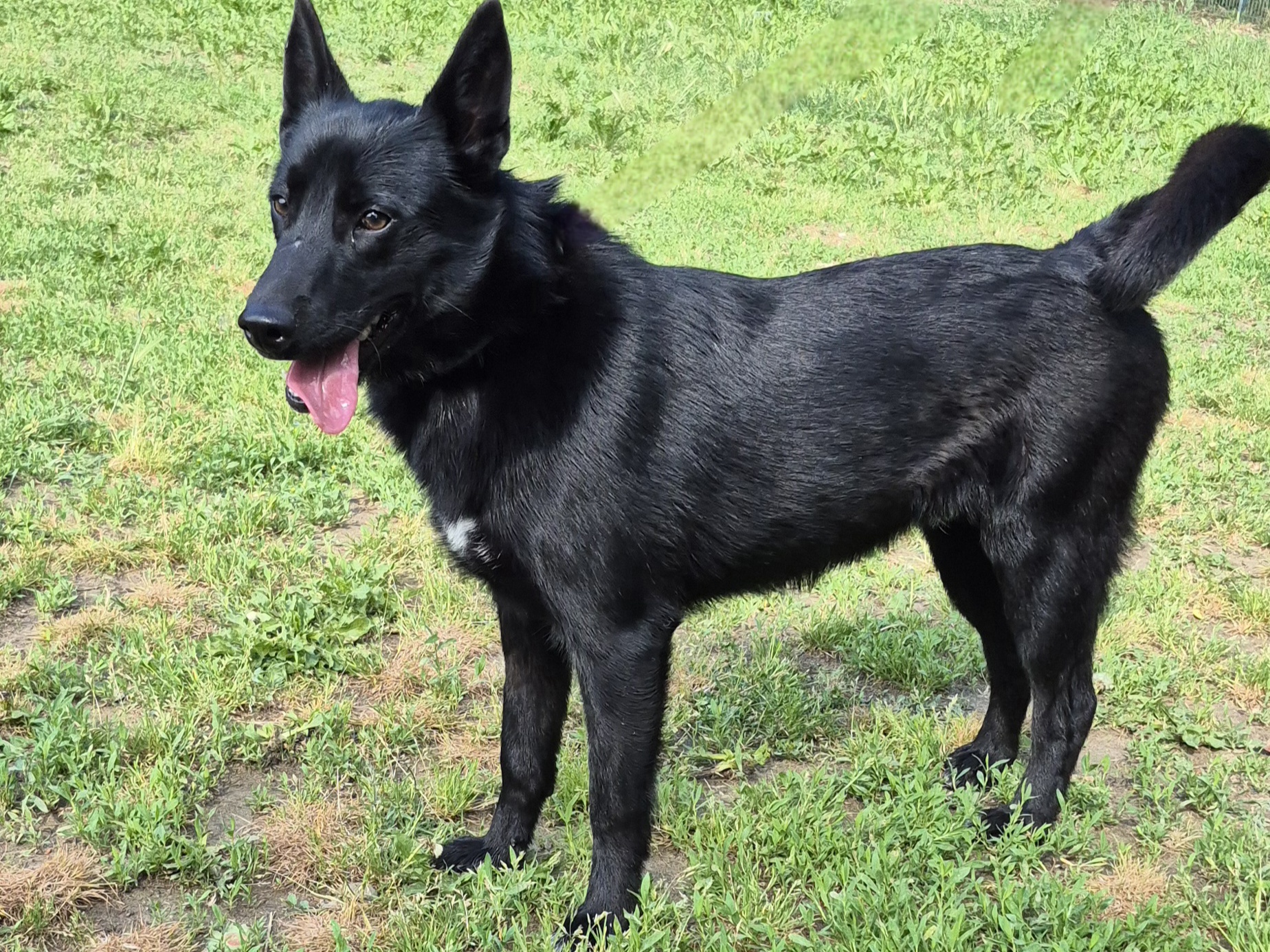 Jasper *Adopté*