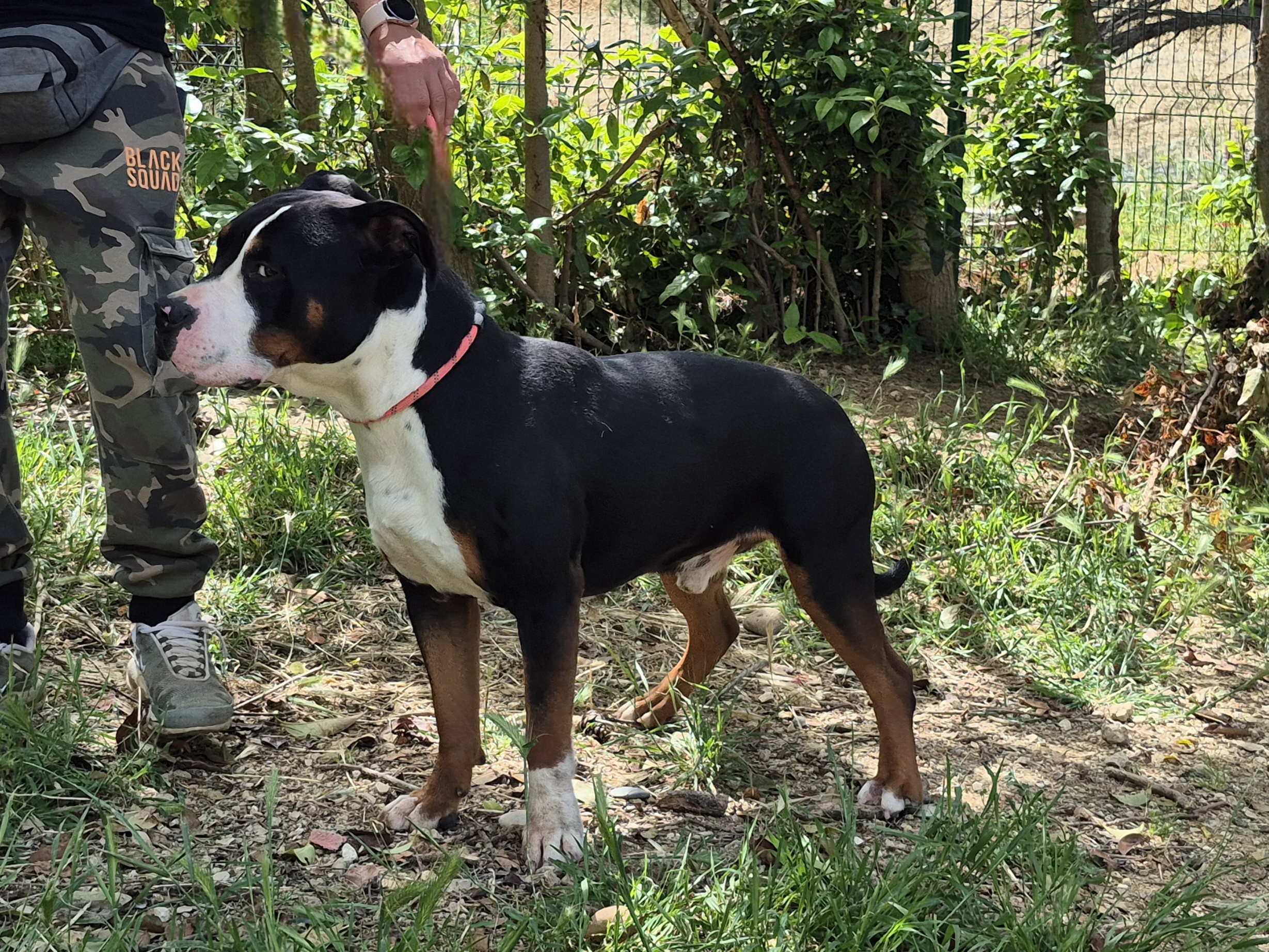 Diesel