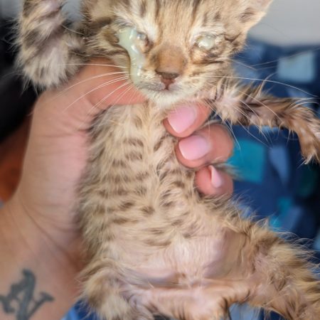 AIDE D’URGENCE POUR LES ANIMAUX DE LA SPA DE SALON-DE-PROVENCE ET SA RÉGION
