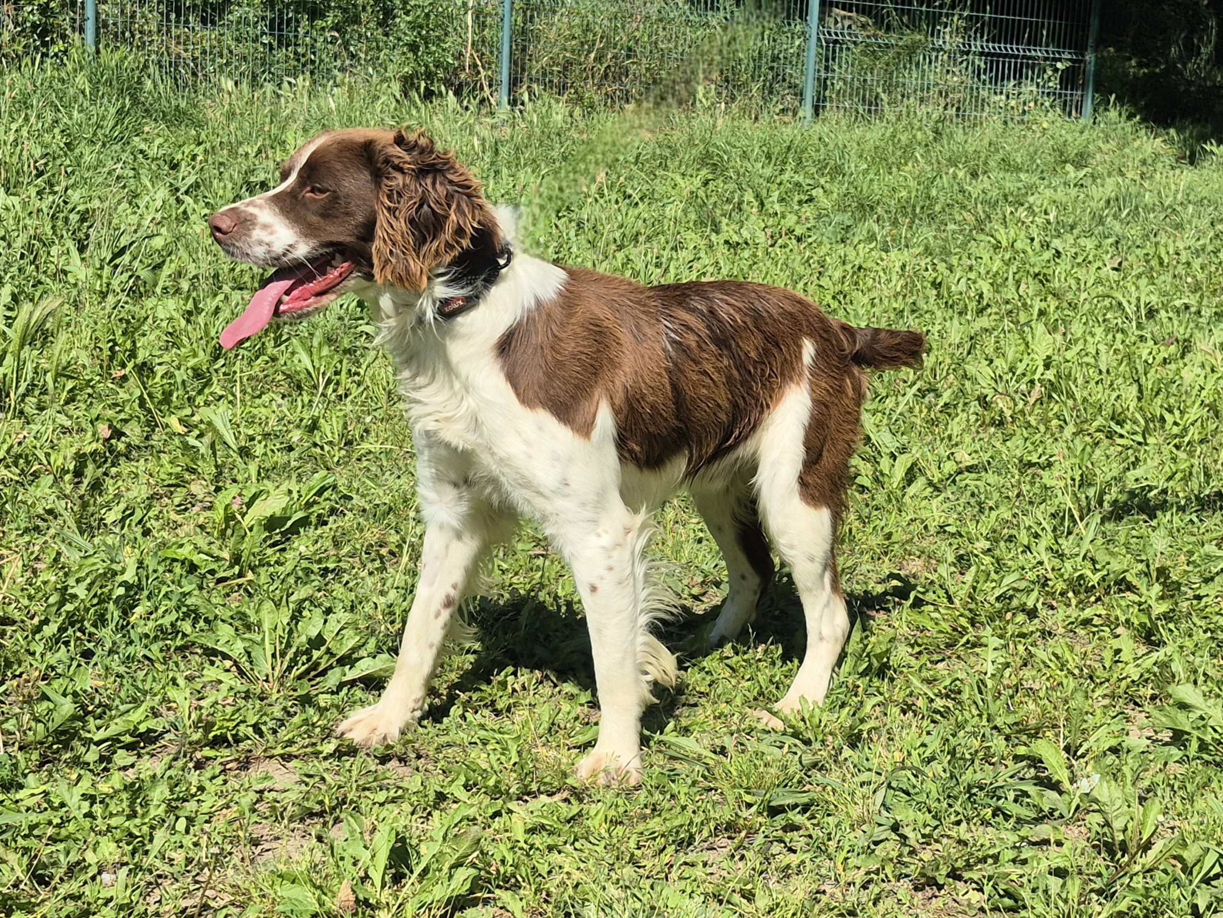 Apollon *adopté*
