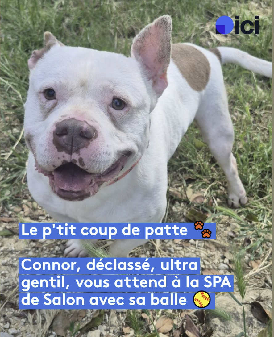 Connor – SPA de Salon-de-Provence
