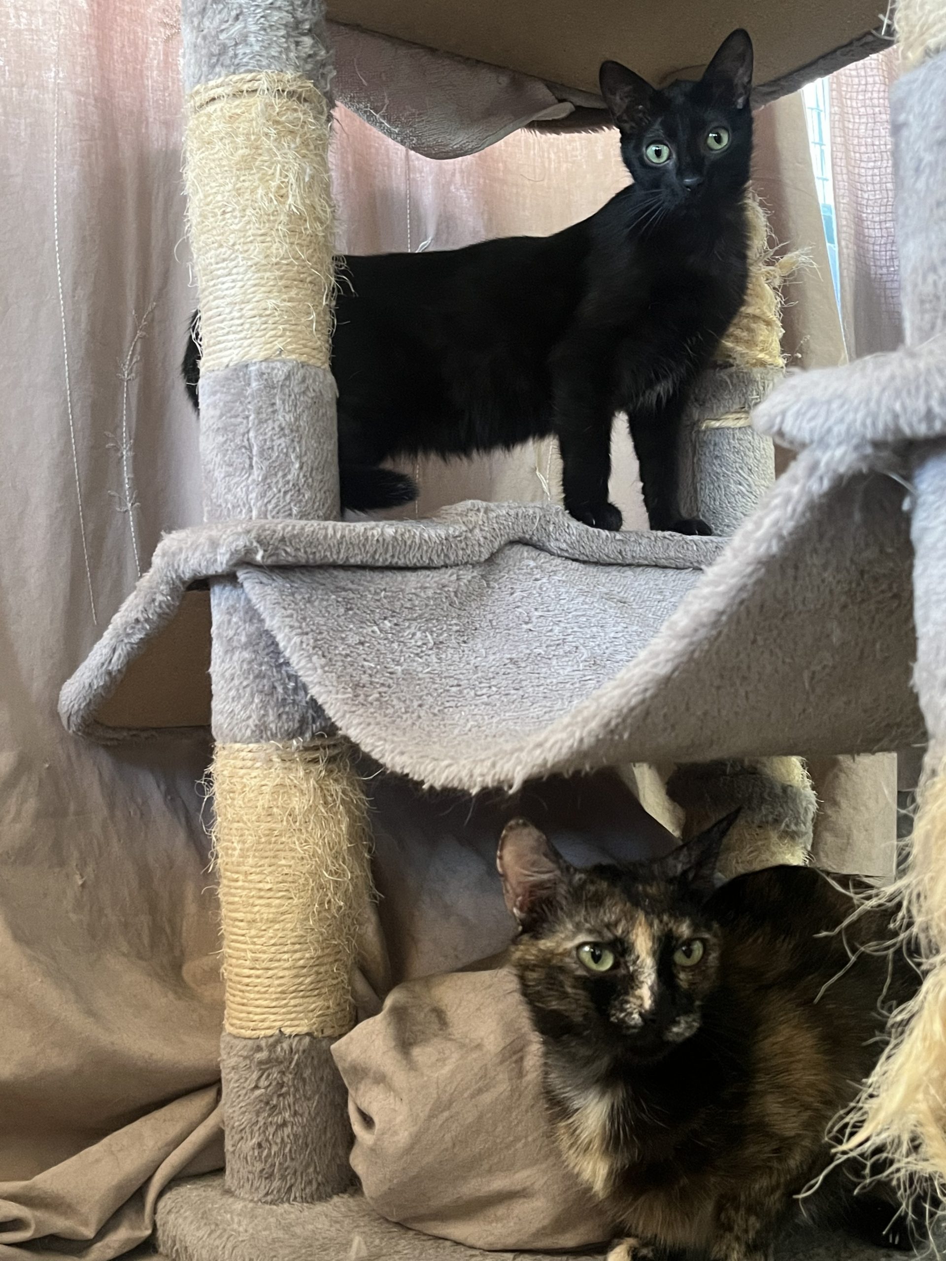 RUBY & JADE