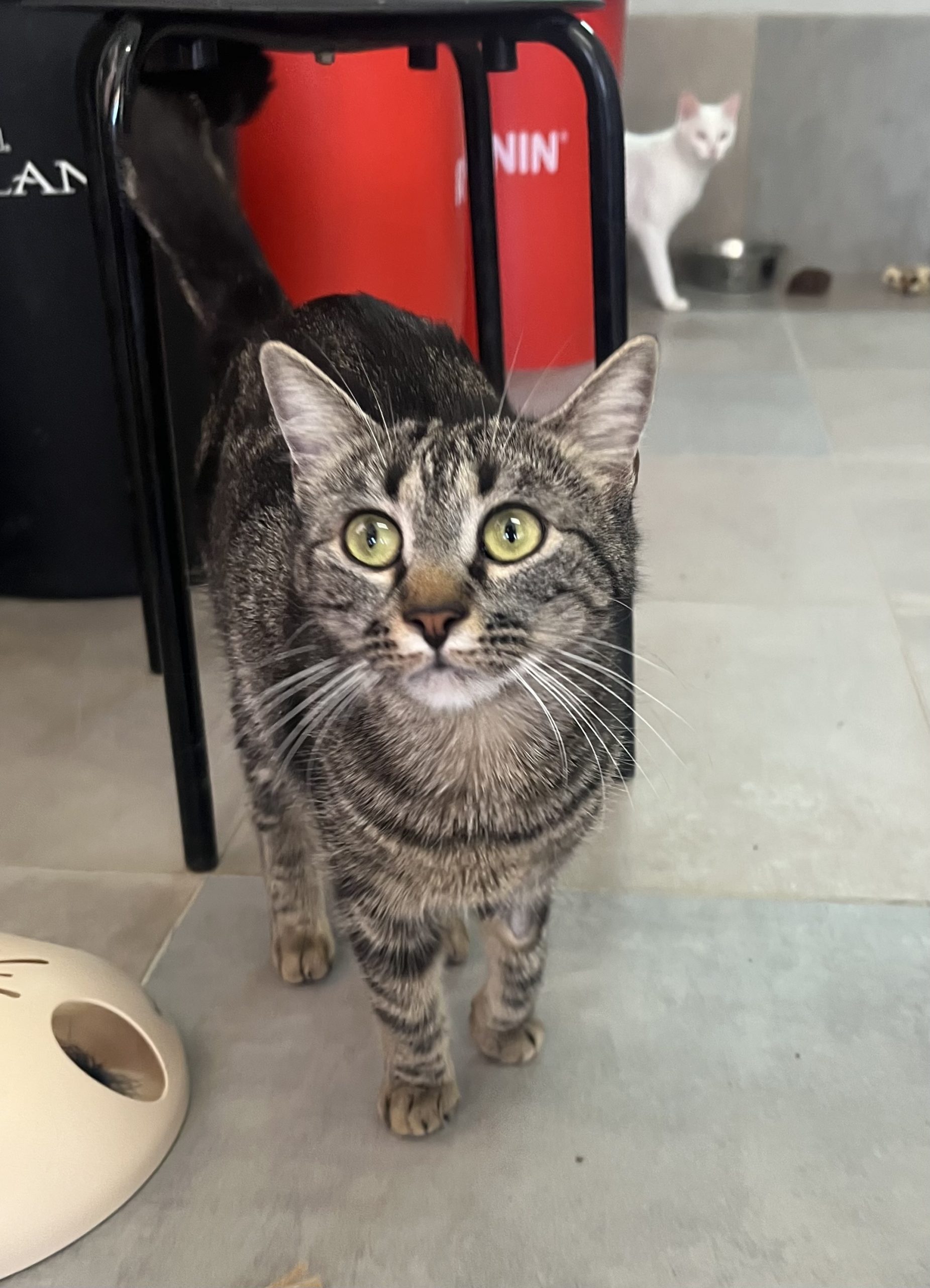 BIJOUX