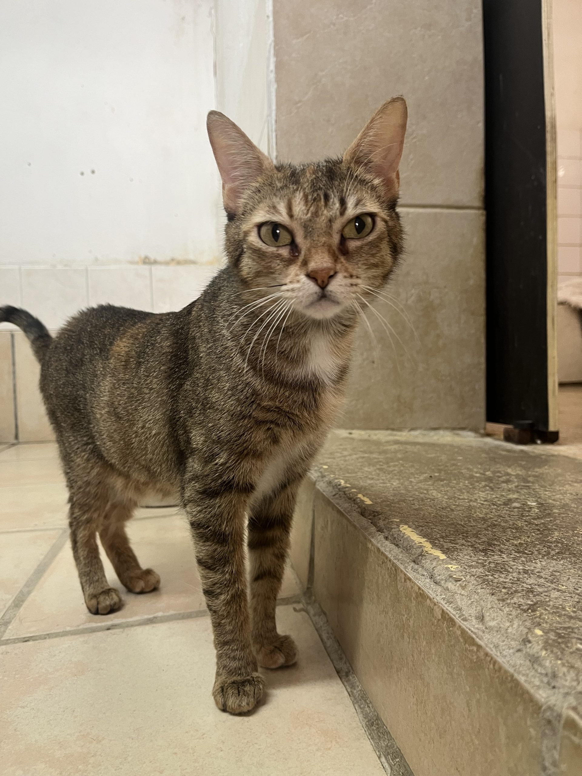 Chat accueilli dans la chatterie du refuge