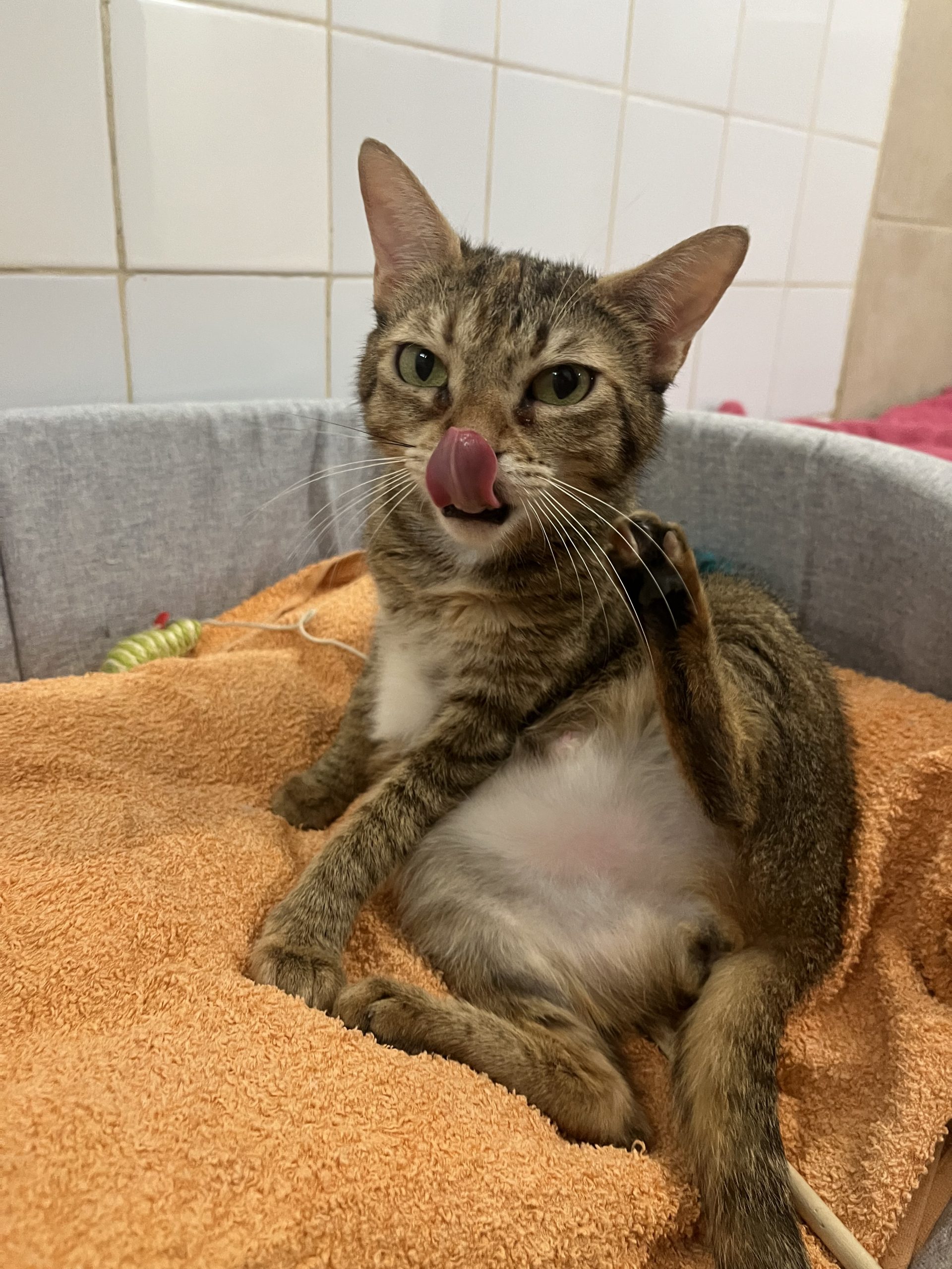 Chat accueilli et installé dans un espace sécurisé au refuge