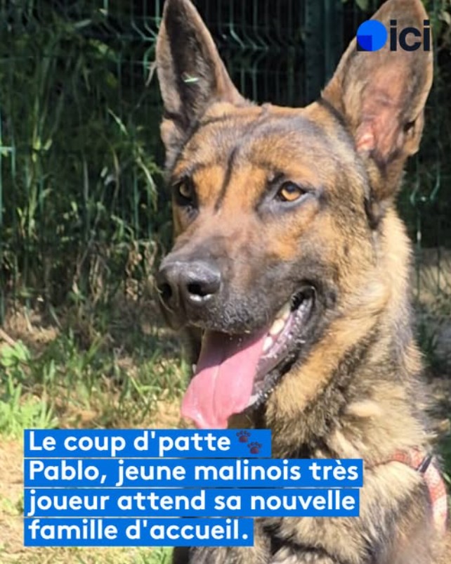 Pablo - Berger Malinois à adopter à la SPA de Salon-de-Provence et sa Région