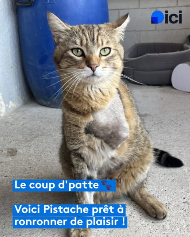 Pistache - SPA de Salon-de-Provence