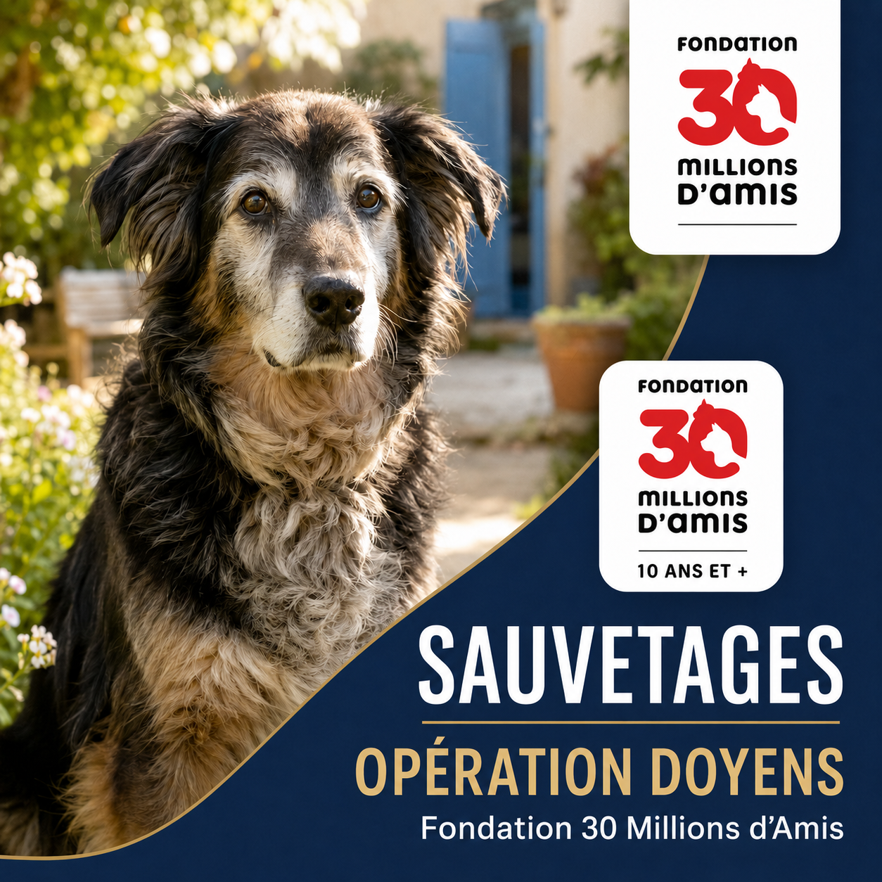 Chien âgé accueilli en sauvetage dans le cadre de l’Opération Doyens