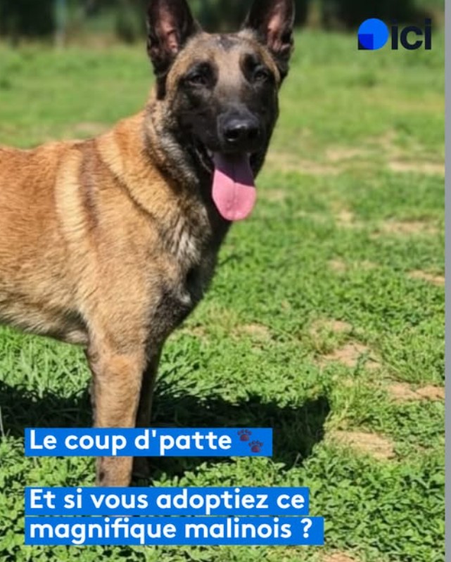 Tac - Berger Malinois à adopter à la SPA de Salon-de-Provence et sa Région