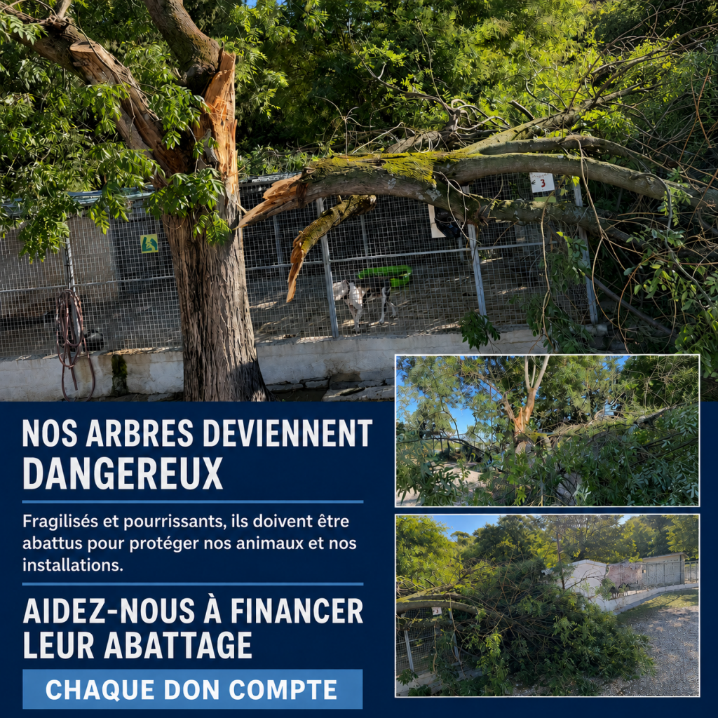 Urgence : des arbres menacent nos chiens