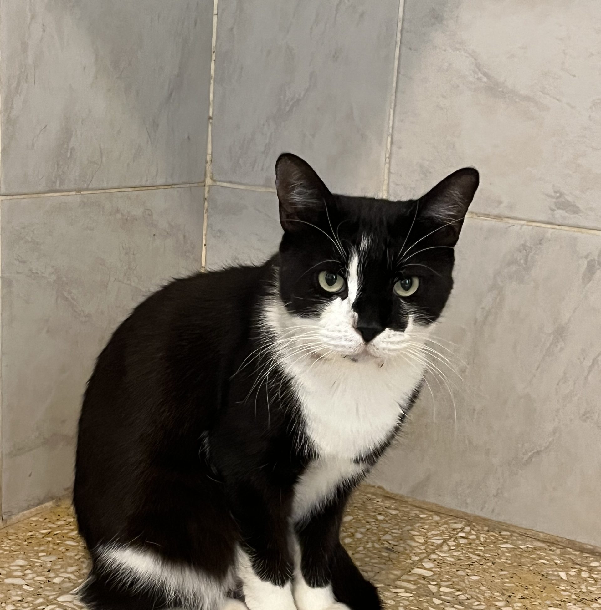 MILO