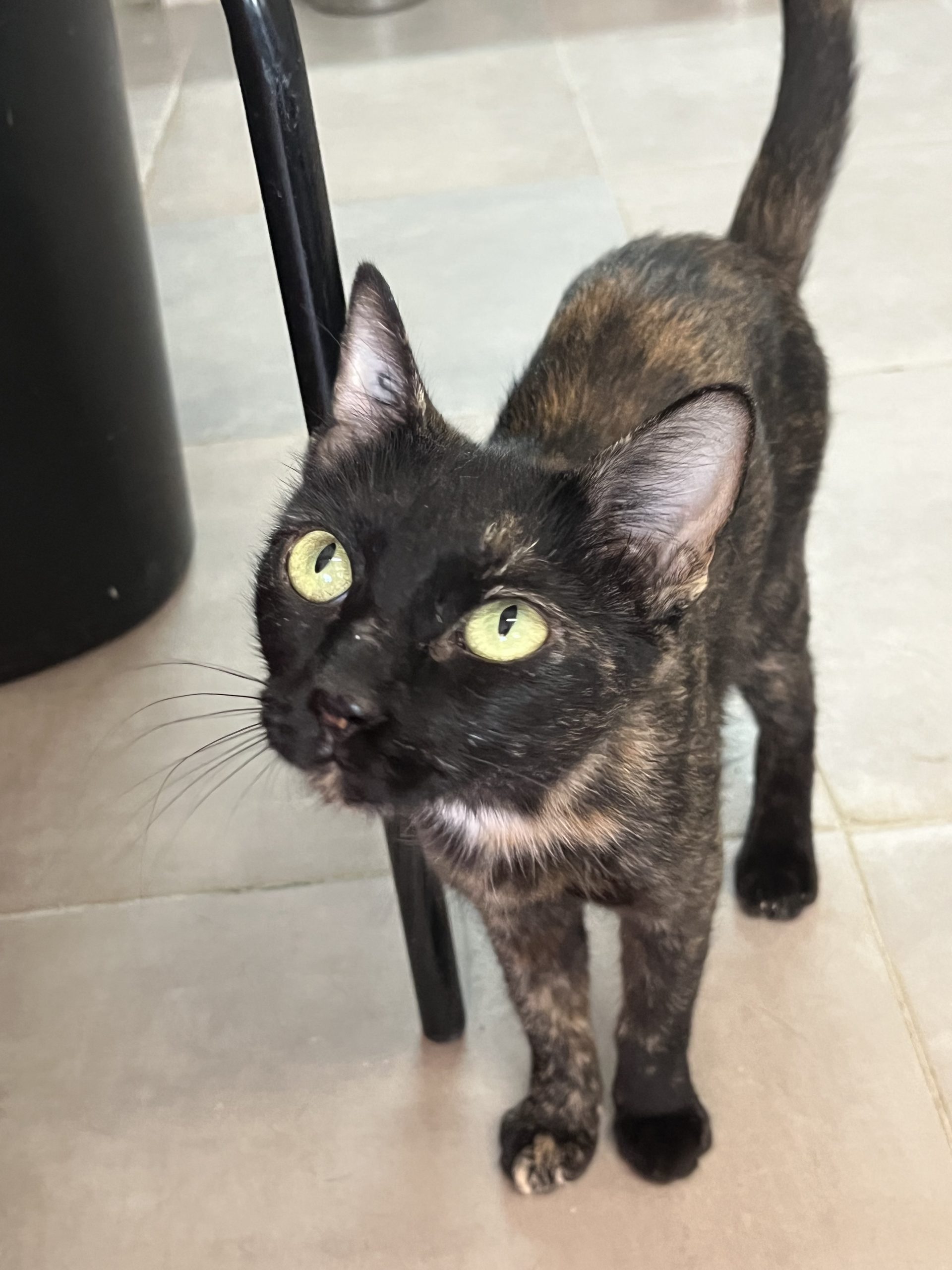 MAYA