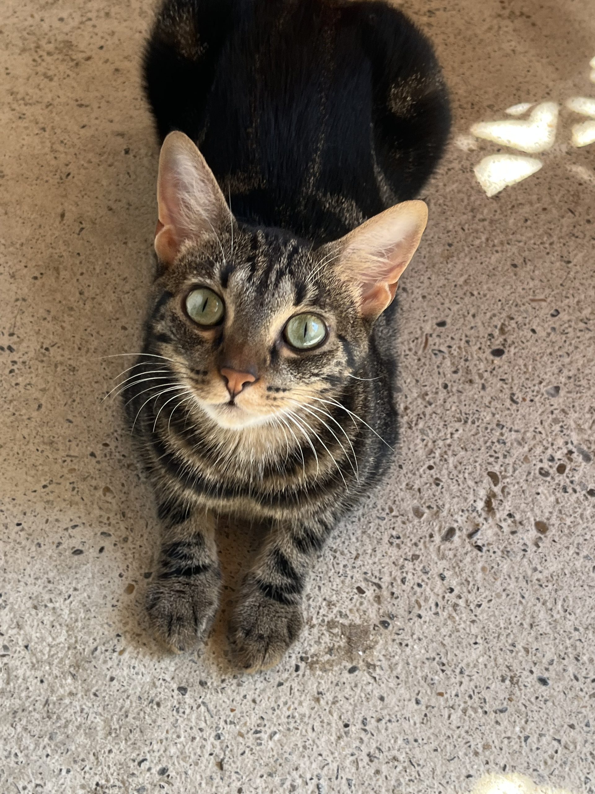 MINOUCHA et MOKA