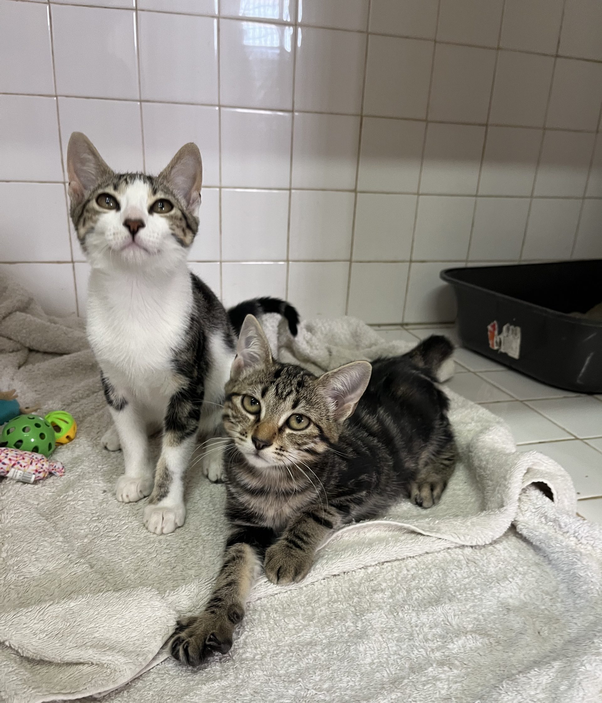 Chatons Duo